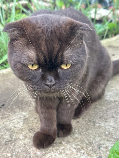 A close-up, eye-level, vertical shot captures a dark brown Scottish Fold cat sitting on a concrete surface with green foliage in the background. The cat is facing the camera with its head tilted down slightly, its yellow eyes narrowed and looking forward. Its fur appears short and dense, with prominent white whiskers fanning out from its nose. The cat's ears are folded downwards, characteristic of the breed. One of its front paws is visible, resting on the concrete. The background consists of out-of-focus green plants and some stones. The lighting suggests it is daytime, possibly overcast. The scene is set outdoors, likely in a garden or yard. The cat is the sole subject of the image. There are no people, objects, or actions other than the cat's presence and posture. There is no identifiable information about the location being Sosnovyi Bor, Russia.