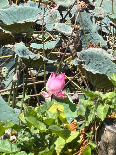A single, partially bloomed pink lotus flower is nestled amongst numerous large, green, and some dried lotus leaves in a pond. The flower is vibrant pink with delicate petals, some unfurling to reveal the center. A single lotus bud, still tightly closed and a lighter pink, is visible to the left of the flower. To the far left, a desiccated lotus seed head with visible compartments stands out. The environment is dense with vegetation, suggesting a natural pond setting. The lighting indicates it is daytime, with sunlight dappling through the leaves. The scene is located in the city of Hòa Đa, Vietnam. There are no people or animals visible in the image.