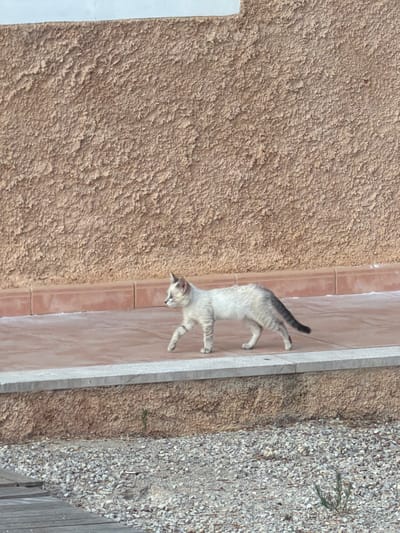 A young, slender, light-colored cat with darker tabby markings is walking from left to right across a tiled walkway. The cat's tail is curved upwards. The walkway is bordered by a light-colored stone curb, below which is a textured, light brown wall. Behind the wall, in the foreground, is a gravel-covered area with some small plants. The background consists of a rough, textured, light brown wall, and a small section of a white wall at the top. The scene appears to be outdoors, possibly in a courtyard or garden area. The image does not provide specific details about a location in the city of Santa Margalida, Spain, beyond what can be inferred from architectural or environmental clues, which are generic.