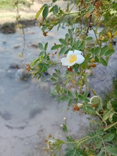 The image depicts a close-up view of a wild rose bush with a single white flower blooming. The flower has delicate white petals and a yellow center. Several green leaves surround the bloom, some of which appear to have dried or damaged edges. There are also small green rose hips visible on the branches, along with some dried remnants of past blooms.

The background is a blurred landscape that appears to be a natural setting. A body of water, possibly a stream or river, is visible on the left side of the frame, with a sandy or rocky bed. The water is calm and reflects some of the surrounding greenery. The overall impression is of a serene, natural environment.

While the image is beautiful, it does not provide any specific visual cues that would allow for a precise determination of its location within Көксаяқ ауылдық округі, Kazakhstan. The natural elements are common to many regions.