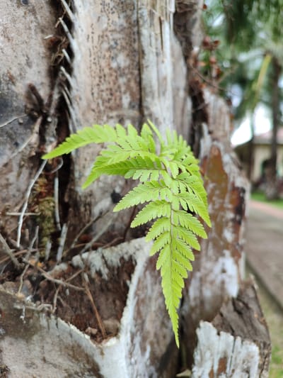 A bright green fern frond is growing out of the rough, textured bark of a tree. The tree's bark is predominantly greyish-white with areas of darker brown and some visible fibers. The fern frond, in sharp focus, exhibits intricate, lacy leaflets. In the blurred background, trees and foliage are visible, suggesting an outdoor, natural setting. To the right, a hint of a paved path and a building can be discerned. The overall lighting suggests a bright day. This scene was captured in the city of Cotgadong, Indonesia.