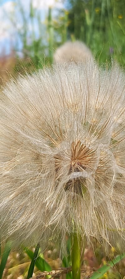 A close-up, macro shot showcases the feathery seed head of a Salsify plant in Zolota Poliana, Ukraine. The plant's delicate white and tan filaments radiate outwards from a central brown core, creating a starburst pattern. The filaments are finely detailed, with individual strands clearly visible, some appearing translucent and others with a slightly coarser texture. The background is softly blurred, with hints of green foliage, yellow flowers, and a soft blue sky, suggesting an outdoor, natural setting. The lighting appears natural, possibly indicating daytime, with the sun highlighting the texture of the seed head. The overall mood is peaceful and naturalistic, focusing on the intricate beauty of the plant's reproductive structure. No people or text are visible in the image.