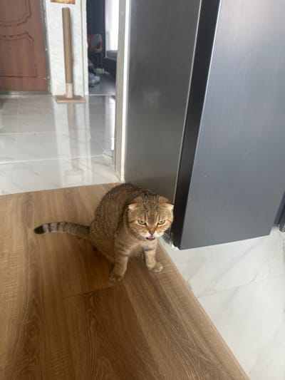 A brown tabby cat with folded ears is sitting on a light brown wooden floor. The cat is looking towards the camera with its mouth open, showing its teeth and tongue. Its tail is extended behind it and has dark rings. To the right of the cat is a large, dark grey, metallic object, possibly a refrigerator or appliance. In the background, there is a white tiled floor, a doorway, and a tan-colored scratching post. The scene appears to be indoors, possibly in a home. There is no indication of the cat's location being in the city of Snt Del'fin, Russia.
