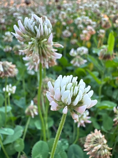 The image displays a close-up view of white clover flowers in a field. Two main clover heads are in focus in the foreground, with one to the left and another to the right. Both are in bloom, showing delicate white petals with hints of pink near the base. Numerous other clover heads, some in bloom and others appearing dried or faded, are visible in the background, creating a dense field of flowers. The surrounding environment is characterized by lush green foliage, with clover leaves and stems also present. The lighting suggests it might be late afternoon or early evening, with a soft, diffused light illuminating the scene. The image does not depict any people or specific urban structures, indicating a natural setting likely within a park, meadow, or rural area. The location is identified as Myronivka, Ukraine.