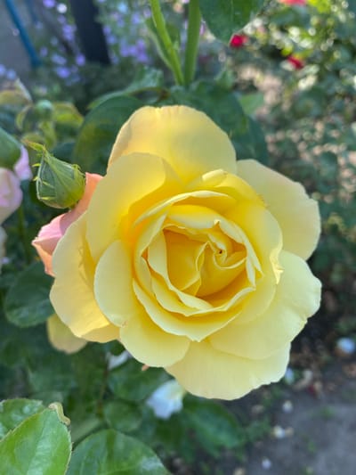 This is a close-up, vertical, natural light photograph of a yellow rose in full bloom. The rose is the primary subject and is positioned in the center of the frame. Its petals are soft yellow, with hints of lighter yellow and some subtle pink blushing on the edges of the lower petals. The center of the rose shows a tightly spiraled formation of petals. To the left of the main bloom, there is a green rosebud with pink tips, suggesting it is nearing its blooming stage. The rose is surrounded by green leaves, some of which are in sharp focus, while others are softly blurred in the background. In the far background, there are out-of-focus patches of purple flowers and hints of red. The ground beneath the plants is visible as a blurred, earthy texture with scattered light-colored specks, possibly fallen petals or small stones. The overall impression is a serene and detailed view of a rose in a garden setting. The image is not definitively located in Ventsy, Russia, but appears to be a naturalistic outdoor scene, consistent with a garden or park environment.