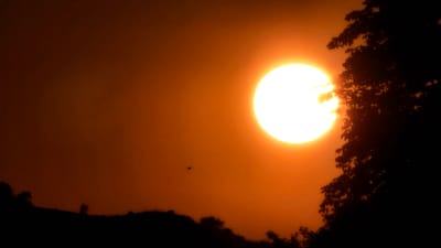 A brightly lit sun, partially obscured by the silhouette of a tree on the right, dominates the right side of the image. The sun is a luminous white orb, radiating an intense orange glow that fills the sky. The sky itself is a gradient of warm orange and brown hues, with a hazy quality. In the lower portion of the image, a dark, silhouetted landscape suggests rolling hills or a treeline. A small, dark object, possibly an insect or bird, is visible in the middle left of the sky, appearing as a tiny speck against the bright backdrop. The scene is likely captured during sunset or sunrise, given the intense colors and the silhouetted foreground. The overall impression is one of natural beauty and the dramatic effect of light at dawn or dusk. No specific location in Roßleben, Germany is discernible from the image.