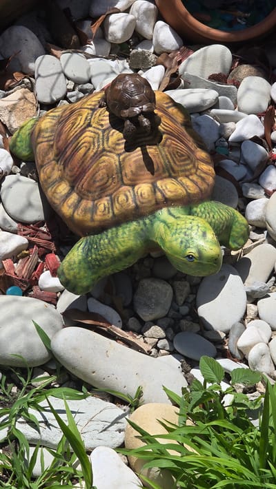 The image depicts a garden setting with a decorative ceramic turtle as the central subject. The larger turtle has a mottled brown and yellow shell with green legs and head. Perched on its shell is a smaller, dark brown ceramic turtle. Both are placed on a bed of various sized rocks, ranging from smooth, pale grey river stones to smaller, rougher gravel. Scattered amongst the rocks are dried leaves and some reddish-brown mulch. In the foreground, green grass sprouts between some of the larger stones. In the background, the edge of a terra cotta pot is visible. The scene is illuminated by bright sunlight, casting shadows. The overall impression is of a whimsical garden decoration. This scene is located in a garden in the city of Rudnik, Bulgaria.