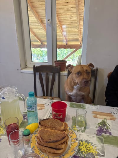 A brown pit bull sits in a wooden chair at a dining table in a room with a view outside. The table is covered with a tablecloth patterned with flowers and script. On the table are a plate of toast, a red cup, a water bottle labeled "Velingrad," a lemon, a green and white cylindrical object, and a glass pitcher filled with a yellow liquid and red fruit. Another glass is partially visible at the edge of the table. Through a window, one can see a wooden roof and trees outside. The label on the water bottle indicates "Velingrad", which is also a town in the Pazardzhik Province of Bulgaria, although the location is more specifically Mihailovo, Bulgaria. A person wearing a black shirt is partially visible in the top center of the image, positioned next to the dog.