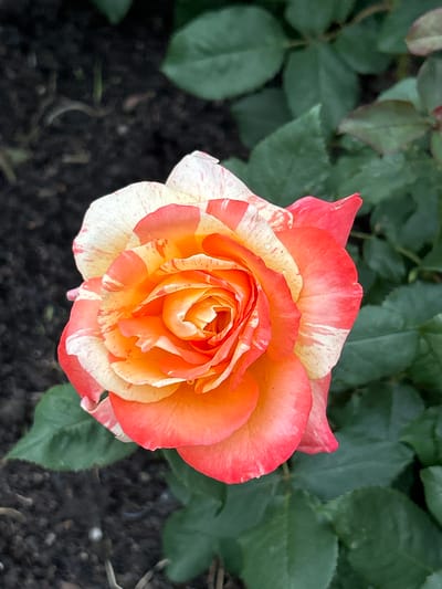 A close-up, high-angle, vertical shot features a bi-colored rose in full bloom. The rose exhibits petals with a gradient of colors, ranging from vibrant orange in the center to a warm peach and then a soft pinkish-red at the outer edges. Streaks of cream or white are interspersed throughout the orange and pink petals, creating a marbled effect. The rose is positioned slightly off-center to the right, with its bloom facing upwards and slightly to the left. The background consists of dark, rich soil in the lower left quadrant, with hints of small stones and dried plant matter. To the right and upper portions of the image, lush, dark green rose leaves fill the frame, creating a natural garden setting. The image was captured in Mount Royal, Canada.