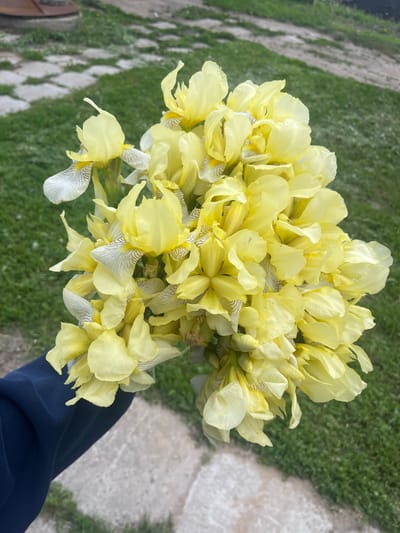 The image captures a vibrant, large bouquet of light yellow irises held by a person in an outdoor setting in Новая Тура, Russia. The flowers dominate the frame, showcasing numerous individual blooms. Each iris features delicate, often ruffled, light yellow upper petals, while the lower petals (falls) are primarily white with distinctive thin, dark, parallel lines or striations, and some yellow accents near the throat. The bouquet appears lush and freshly gathered.
A portion of a person's body, dressed in dark blue fabric (likely trousers or a sleeve), is visible in the lower right corner, suggesting they are holding the flowers.
The background consists of green grass and a light-colored, irregularly shaped path or paved area, made of what appears to be concrete slabs or natural stones. The setting suggests a garden, yard, or rural outdoor space.
The lighting is bright and natural, indicating it is daytime. The image conveys a sense of natural beauty and freshness. There is no visible text within the image.