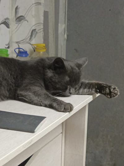 A gray cat is sleeping on a white desk. The cat is lying on its side with its front paws extended. There are two bottles with caps behind the cat, one blue and one yellow. A dark rectangular object is on the desk in front of the cat. The background is a gray wall and a curtain with a floral pattern. The scene appears to be indoors, possibly in an apartment in Bogoslovo, Russia.