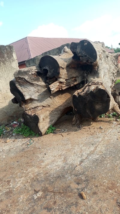 The image depicts a large, weathered tree trunk lying on the ground in Kagarko South, Nigeria. The trunk is substantial, with thick branches and a rough, gnarled texture. Some of the wood is dark and appears charred, suggesting it may have been exposed to fire. Green vegetation is growing around the base of the trunk, indicating a natural setting.

In the background, a building with a reddish-brown, corrugated metal roof is visible, along with a concrete wall. The sky is a clear blue with a few scattered clouds, suggesting fair weather. The lighting indicates it is daytime, likely late morning or afternoon, as there are strong shadows cast by the trunk.

The scene appears to be an outdoor area, possibly near a residential or rural settlement, given the presence of the building. There is some debris scattered on the ground, including bits of plastic and paper, implying the area might be somewhat neglected or used as a dumping ground. A small, dried corn cob is visible on the ground in the foreground.

No people are present in the image, and the overall mood is one of stillness and decay, focusing on the natural element of the large, aged tree trunk. The location cues are subtle, with the building style and the general environment suggesting a tropical or sub-tropical region, consistent with Kagarko South, Nigeria. There is no visible text in the image.