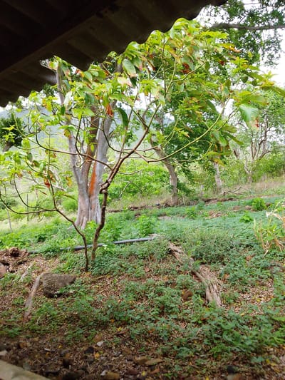 The image depicts a lush, green outdoor scene, likely a hillside or garden, with abundant vegetation. In the foreground, a small tree with green leaves and reddish-brown edges is prominent, its branches reaching towards the viewer. Behind it, a larger tree with a thick, pale trunk, possibly marked with orange paint, stands tall. The ground is covered in a dense layer of green ground cover, interspersed with fallen leaves and some rocks. A dark, corrugated material, possibly part of a roof or overhang, is visible in the upper left corner, casting a shadow. A gray pipe runs horizontally across the mid-ground. The background reveals a landscape of further greenery, suggesting a natural or agricultural setting with trees and hills in the distance. The overall impression is one of a vibrant, natural environment, possibly in a tropical or subtropical region. The lighting suggests it is daytime, and the weather appears to be overcast or hazy, as there are no strong shadows. There is no visible text in the image. The setting seems peaceful and serene.