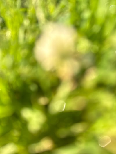 The image is a close-up, out-of-focus shot of green grass and what appears to be a dandelion seed head. The background is a blur of green with some lighter, circular bokeh effects, suggesting sunlight filtering through. There are no people, structures, or specific identifying features of Baryshevo, Russia visible in the image. The focus is entirely on the natural elements of the foreground, rendered abstractly due to the lack of sharp focus.