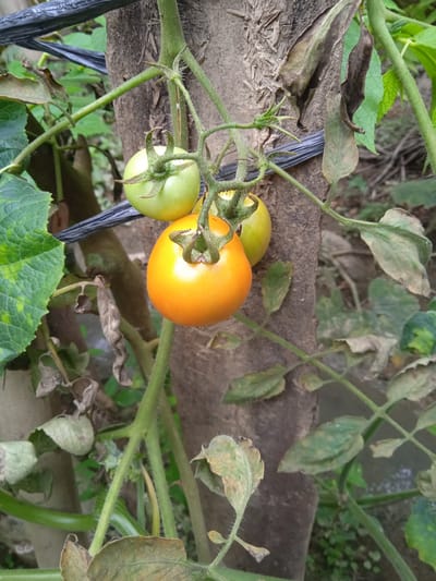 In Meunasahblang, Indonesia, this close-up image captures a tomato plant with ripening fruit, positioned beside a rough-barked tree trunk. A black plastic wire is visible in the upper left, supporting the plant. The foreground features a vibrant orange tomato, with two lighter green tomatoes above it on the vine. The plant's stem is fuzzy and green. Several leaves are present, with some appearing dried and brown, indicating signs of wilting or disease. The background is a blurred mix of green foliage and a muted, watery surface.