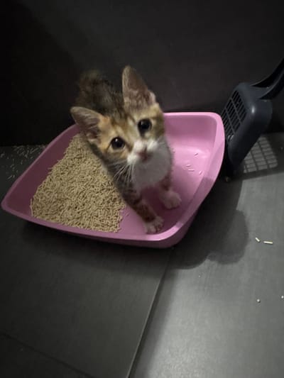 A young, tri-color kitten with large eyes and prominent ears is positioned in the center of a pink litter box filled with light brown, pellet-shaped litter. The kitten is looking directly at the camera with its mouth slightly open. To the right of the litter box, a dark gray litter scoop with a slotted head is visible. The litter box and scoop are situated on a dark gray, tiled floor. Scattered around the floor are a few small pieces of the litter. The background is a dark, indistinct wall. The scene appears to be indoors, in what could be a residential setting in Aradippou, Cyprus.