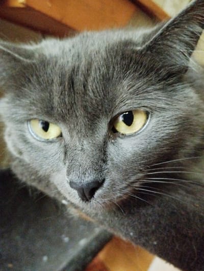 A close-up, eye-level, slightly angled, medium shot captures the face of a grey cat. The cat's face is the primary focus, filling most of the frame. Its fur is a uniform grey, with individual hairs visible. The cat has piercing yellow eyes with black, vertical pupils, set wide apart and looking directly at the camera. The bridge of its nose is dark grey, transitioning to a lighter shade around its snout. Long, white whiskers fan out from either side of its nose. The background is a blurred mix of warm brown and darker grey tones, suggesting an indoor environment. The cat's ears are visible at the top of the frame, also covered in grey fur. The overall lighting is soft, highlighting the texture of the cat's fur and the intensity of its gaze. There are no people, actions, or interactions depicted. The location in the city of Sheptytskyi, Ukraine, is not discernible from the visual information provided in the image.