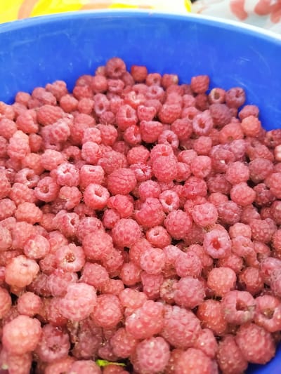 A close-up, overhead shot captures a vibrant blue plastic tub filled to the brim with fresh, pink raspberries. The berries are plump and textured, with some showing a slight sheen from moisture. The focus is entirely on the fruit, with the rim of the tub and a blurred background of yellow and white suggesting an outdoor setting, possibly in a garden or market in Баравухскі сельскі Савет, Belarus. The lighting is natural and diffused, highlighting the natural beauty of the raspberries. There are no people or any other objects visible in the frame.