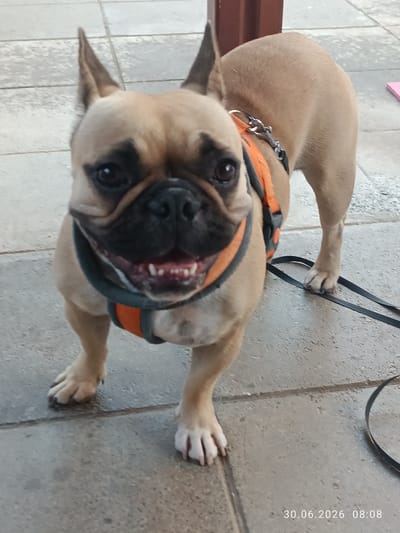 A French bulldog is standing on a paved area outdoors, facing the camera. The dog has tan fur with black markings around its eyes and muzzle, and is wearing an orange and grey harness. Its mouth is open, revealing its teeth, and its tongue is slightly visible. A black leash is attached to the harness and lies on the ground. The background consists of a textured paved surface and a brown structure. The date and time stamp "30.06.2026 08:08" is visible in the lower right corner of the image. The location is identified as Strovolos, Cyprus.