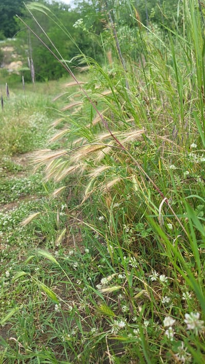 This image, captured in Daskotna, Bulgaria, presents a close-up, ground-level view of a vibrant, overgrown natural area under natural daylight. The scene is dominated by a variety of wild grasses and small flowering plants.

In the foreground and mid-ground, multiple clumps of a bristly grass, consistent with foxtail barley (Hordeum jubatum) or a similar species, display distinctive light brown to golden, feathery seed heads with long awns, particularly prominent in the center-right. Interspersed among these are tall, slender green grasses, some with visible reddish-purple stems or awns, and darker, thin, purplish seed heads of other grass species. Scattered throughout the lower half of the frame are numerous small white wildflowers, identifiable as white clover (Trifolium repens), growing close to the ground.

An unpaved path or track, possibly dirt or gravel, is partially visible along the left side of the image, winding slightly and partially obscured by the encroaching vegetation. The background features a dense, out-of-focus expanse of green foliage, indicating deciduous trees and shrubs. A blurry, lighter-colored patch, possibly a sandy bank or cleared ground, is discernible in the distant upper-left. No human subjects, animals, or man-made structures are present or engaged in any discernible actions or interactions within the frame.