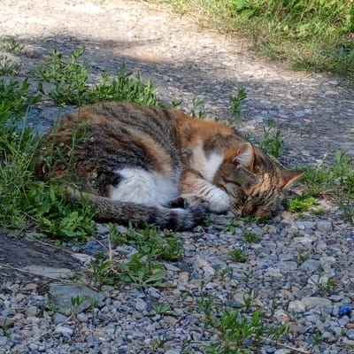 A calico cat is curled up asleep on a gravelly path in Petukhovo, Russia. The cat's fur is a mix of brown, white, and orange tabby markings. It is nestled amongst patches of green grass and small weeds. The ground is covered with small, gray and tan pebbles. Sunlight casts a shadow across the left side of the image.