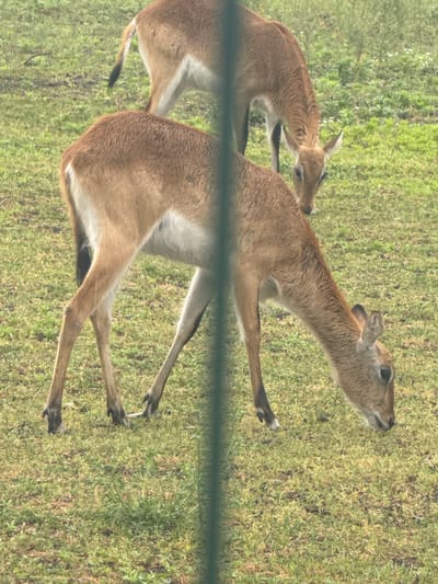 Two gazelles are grazing in a grassy field. The gazelles are light brown with white undersides. One gazelle is in the foreground, facing to the right and grazing. The second gazelle is in the background, facing to the left and also grazing. The ground is covered in green grass with some patches of lighter green and brown. A thin, vertical, dark green bar runs through the center of the image, partially obscuring the gazelles. The background consists of more grass and some distant vegetation. The scene appears to be outdoors in a natural environment.