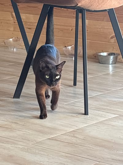 A brown cat with green eyes walks across a tiled floor. The cat is dark brown on its back and lighter brown on its underside and legs. Its tail is long and curved. The cat is walking towards the camera and appears to be under a wooden table with black metal legs. In the background, there is a silver cat bowl and a glass bowl. The wall behind the table is made of wood planks. The scene is indoors and appears to be a domestic setting in Andreikovo, Russia.