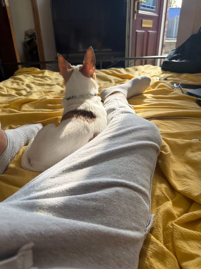 The image depicts a tranquil indoor scene featuring a person and a small dog. A person's leg and foot, clad in light grey sweatpants and white socks, are visible, resting on a bright yellow, textured blanket or duvet. Nestled comfortably between the person's leg and the blanket is a small white dog with distinctive brown markings, possibly a Terrier breed. The dog has prominent, upright ears and is looking away from the camera, seemingly towards a window.
Strong sunlight streams in from the left, illuminating the scene warmly and casting distinct highlights and shadows on the blanket, clothing, and the dog's fur, suggesting it is either morning or late afternoon on a clear, sunny day. In the background, beyond the person and dog, characteristic wooden paneling and a small square window are visible. These features strongly suggest the interior of a narrowboat, aligning with the provided location context of Pentre, United Kingdom, a region known for its canals. An unclear view of the outside is visible through the window. The overall atmosphere conveys a sense of peace and companionship. No text is visible in the media file.
