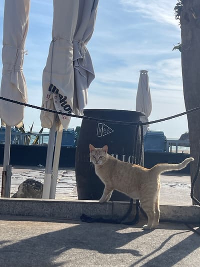 A ginger cat is captured mid-motion, leaping from a concrete ledge or wall. The animal's tail is raised, and it is looking directly at the camera. In the background, there is a large black cylindrical container. Closed parasols are positioned next to the container, displaying the word "Mahou" on one of them. There is a glimpse of water and fencing in the distance. The scene is taken in daylight in El Puerto de Santa María, Spain.