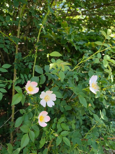 The image displays a close-up view of a wild rose bush with several pale pink and white flowers in bloom. The flowers have five petals each and prominent yellow stamens in the center. The bush has green, serrated leaves and thorny stems. The background consists of dense green foliage, suggesting an outdoor, natural environment. The scene is illuminated by natural light, casting some shadows. There are no people or animals visible in the image. The location is described as Dolovi, Montenegro.