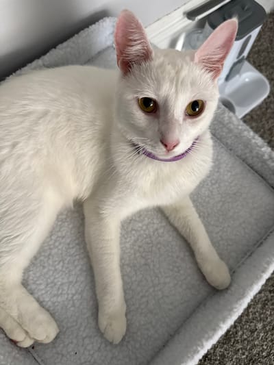 A white cat with yellow eyes and pink ears lies on a grey, plush cat bed. The cat wears a purple collar. The cat bed is placed on a grey carpeted floor. In the background, a white and grey object, possibly a pet feeder, is visible. The scene appears to be indoors, in a residential setting. The specific location in the city of Girard, United States of America, is not discernible from the image.