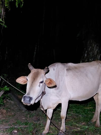 A light-colored bovine, consistent with a Zebu, stands tethered in an outdoor, dark environment, likely at night, in Blang Pohroh, Indonesia. The animal, featuring short horns, light brown ears, and a light brown face transitioning to an off-white body, is illuminated by an artificial light source. A dark rope is attached to its head and extends downwards. The ground beneath the cow is uneven, with sparse green grass, dry leaves, and dark soil. The background is predominantly dark, showing indistinct foliage and tree trunks, with some green fern-like vegetation visible in the upper left. No people are present.