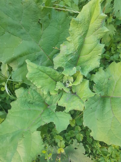 This media file captures a close-up, top-down view of a plant with large, textured green leaves, some of which have reddish-purple veins. The plant is situated outdoors amidst other foliage, suggesting a natural setting. The lighting appears to be natural daylight, casting gentle shadows and highlighting the veins and textures of the leaves. Some of the leaves show signs of wear, with small tears or damage along their edges. In the background, smaller, more delicate green leaves and blades of grass are visible, adding depth to the scene. The overall impression is one of abundant plant life in a temperate environment, possibly a garden or a meadow. There is no visible text or human activity depicted in the image. The location context provided is Kliushnykivka, Ukraine.