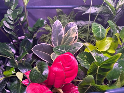 The image shows a close-up view of a collection of various indoor plants, densely arranged and filling the frame. The plants display a variety of leaf shapes, sizes, and colors, including deep green, variegated green and white, bright yellow-green, and vibrant red. Some leaves are glossy and appear wet, possibly from recent watering or misting. The lighting is artificial, casting a purplish hue over the background, which appears to be a shelf or wall. There are no people visible in the image, and no discernible activity or interaction is taking place. The scene is entirely focused on the botanical subjects. The location of Чернышевка, Russia is not depicted or suggested by any elements within the image.