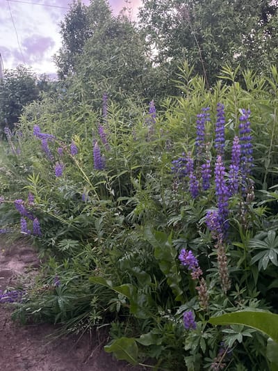 The image depicts a dense growth of purple lupine flowers and lush green foliage bordering a dirt path in Klobushnevo, Russia. The sky above is overcast with a hint of purple, suggesting it's either early morning or late evening. The lupine flowers are predominantly in bloom, with tall, conical clusters of purple blossoms. The surrounding vegetation is thick and varied, with some leaves appearing to be wet, possibly from recent rain. The dirt path is visible on the left side of the frame, showing a rough, uneven surface. No people or animals are present in the scene. The overall impression is one of a natural, slightly wild landscape.