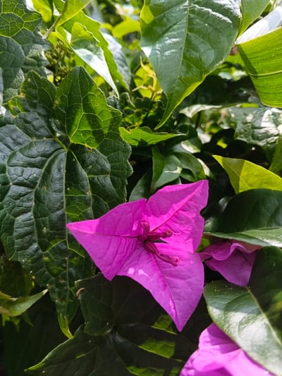 A vibrant fuchsia bougainvillea flower dominates the frame, its papery bracts sharply triangular. Lush green foliage surrounds the flower, creating a dense background. Leaves vary in shape and texture, from deeply veined ivy-like leaves to smooth, glossy ones. Sunlight filters through the leaves, highlighting their texture and adding depth to the scene. A glimpse of additional bougainvillea flowers suggests a vibrant, blooming plant.