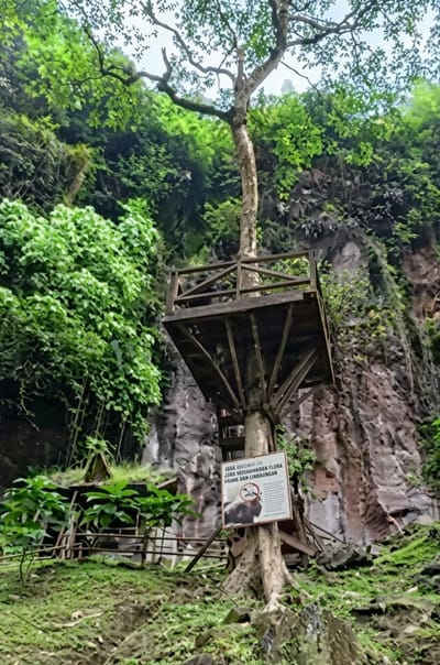 An outdoor, low-angle, full shot captures a wooden observation deck built around a large tree in a rocky, jungle-like environment. The tree trunk supports the deck, which has a simple wooden railing. A sign is attached to the tree trunk below the deck, featuring text in Indonesian and an image of a monkey. To the left of the tree, a small, rustic wooden structure with a thatched roof is visible, surrounded by lush green vegetation. The background is dominated by a steep, textured rock face covered in moss and plants, with dense green foliage overhead and to the left. The ground is covered in green grass and rocks. The location is identified as located in the city of Dolat Rayat, Indonesia.