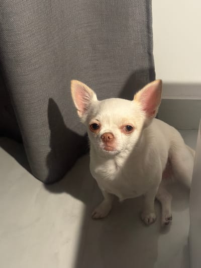 A white chihuahua dog sits on a light gray floor in front of a dark gray curtain. The dog is facing the camera with its ears perked up. The lighting creates a shadow of the dog on the curtain. There is a white wall to the right of the dog. This scene is located in Coloma, Spain.