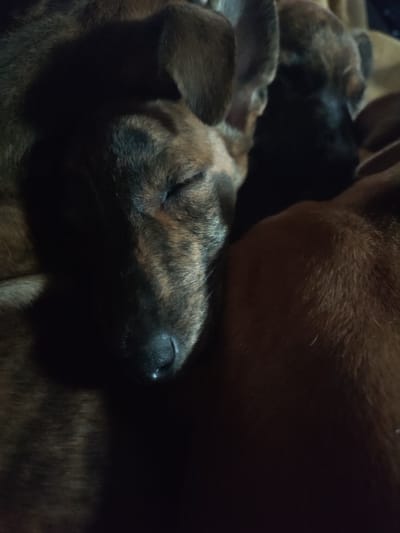 The image shows a close-up, low-light shot of two young dogs sleeping. One dog, in the foreground, has brindle fur and is curled up, with its eyes closed and its nose resting on its paw. Another dog, mostly obscured in the background, appears to have darker fur. The dogs are nestled together, suggesting a shared resting space. The background is dark and indistinct, with only the shapes of the dogs' bodies visible. There is no identifiable information about the location within Santa Lucía de Tirajana, Spain, or any humans present. The scene appears to be domestic and peaceful.