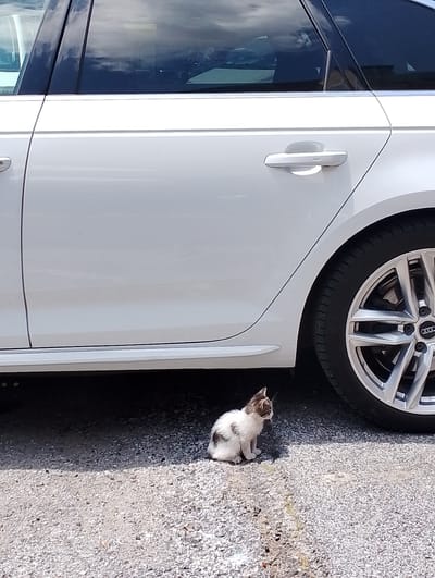 A small, white and brown calico kitten sits on a gravel surface under the shadow of a white Audi car, parked on a street in Rieti, Italy. The kitten is facing to the left, with its body partially obscured by the car's chassis and tire. The car's wheel, a silver alloy rim with the Audi logo, is visible to the right of the kitten. The ground is covered in small grey and white pebbles. The overall impression is of a quiet urban scene, possibly on a warm day, with the kitten seeking refuge from the sun.