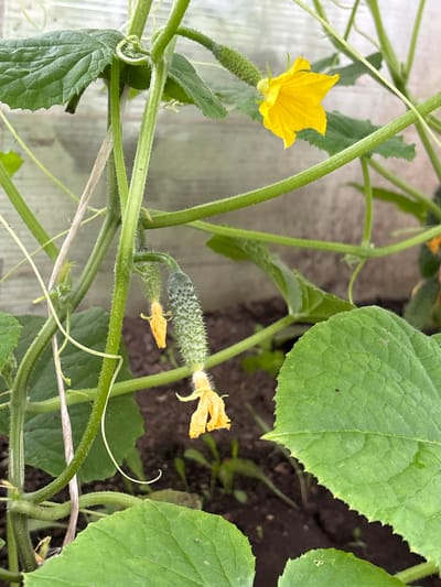 A close-up shot captures a vibrant cucumber plant with developing fruits and yellow flowers in a greenhouse or garden setting, likely in Новый Кинер, Russia. The plant's green vines are covered in fine hairs, with tendrils curling around the stems. One small, prickly cucumber is visible, attached to a stem, with a faded yellow flower nearby. Another, larger cucumber is also present, growing longer and more developed, with a flower still attached to its tip. Several large, textured green leaves dominate the background, contrasting with the dark soil. The lighting suggests it's daytime, with soft illumination indicating a possible overcast sky or the filtered light of a greenhouse. The scene is peaceful and focused on the growth and life cycle of the cucumber plant. No text is visible in the image.
