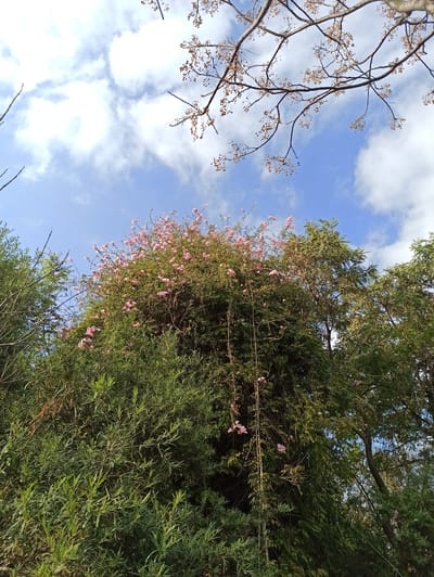 The image shows a dense green bush with pink flowers blooming at the top, set against a blue sky with scattered white clouds. Bare branches with small brown seed pods hang from the upper right of the frame. The foliage appears lush and overgrown, suggesting a natural or semi-wild setting. The scene is likely outdoors and could be in a park, garden, or natural area within Randburg, South Africa. There are no people or animals visible. The lighting suggests it is daytime.