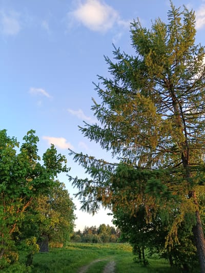 The image shows a dirt path leading through a grassy field towards a distant treeline. On the left of the path are trees with lush green leaves, and a dilapidated structure. To the right of the path stands a large conifer tree. The sky is blue with scattered clouds, and the scene is illuminated by the golden light of late afternoon or early morning. The location is identified as Verkhnii Dvor, Russia.