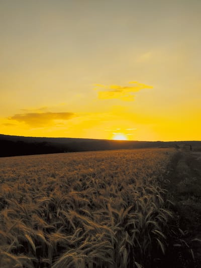 A wide-angle, vertical shot captures a golden sunset over a wheat field in Capaclia, Moldova. The sun is low on the horizon, casting a warm, yellow glow across the sky and illuminating the stalks of ripe wheat. The field stretches from the foreground to a dark, tree-lined horizon, suggesting a rural or agricultural setting.

The sky is a gradient of warm yellows and oranges, with a few wispy clouds scattered across the upper portion. The sun itself is a bright, almost blinding disc just above the horizon, with rays of light fanning out into the sky.

In the foreground, the wheat is detailed, with each stalk appearing distinct and gently swaying. The texture of the wheat is rich and varied, catching the light in different ways, creating a sense of depth and movement. To the right of the wheat field, a dark path or dirt road runs parallel, leading towards the horizon. A solitary figure, appearing as a dark silhouette, can be seen walking on this path, adding a sense of scale and human presence to the vast landscape.

The overall mood of the image is serene and peaceful, evoking the feeling of a tranquil evening in the countryside. The golden hues of the sunset create a sense of warmth and calm. The time of day is clearly sunset, given the low angle of the sun and the characteristic colors in the sky. No text is visible in the image.