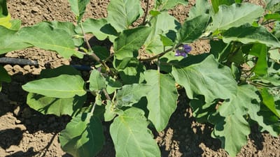 This media file shows an overhead view of a young eggplant plant growing in a field. The plant has large, green, textured leaves and a thin, purple flower in bloom. The soil around the plant is dry and appears to be tilled. There is a dark drip irrigation hose visible in the lower right portion of the image. The sunlight suggests it is daytime, and the shadows indicate a sunny day. The location is identified as Salhany, Ukraine. No people or text are visible in the image. The scene depicts the early stages of plant growth in an agricultural setting.