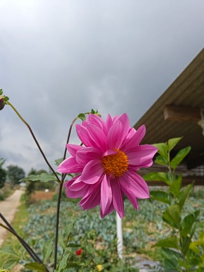 The image presents a vibrant, large pink flower, likely a dahlia, with a prominent orange-yellow center, positioned slightly to the right of the frame's center. Several closed flower buds are visible on thin stems to the left of the main bloom. Lush green foliage surrounds the flower in the foreground.

The background is softly blurred, revealing an outdoor scene under an overcast, cloudy sky. To the left, a narrow, unpaved path meanders into the distance, bordered by green vegetation and a field of what appears to be low-growing crops or plants. On the right side, the edge of a building or shelter with a grey corrugated metal roof is visible, alongside a white vertical pole and more green foliage.

The scene depicts a natural, possibly cultivated, environment such as a garden or small farm, under daytime conditions with diffuse light due to the cloud cover. There are no people visible, nor any specific activities taking place. No text is present in the image. The location is Kolwara, Papua New Guinea.