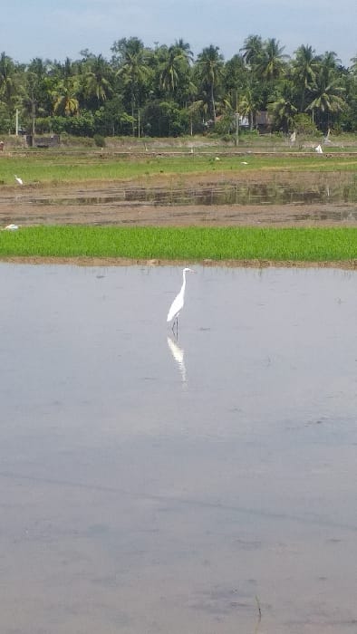 This image depicts an agricultural landscape in Cot Bagie, Indonesia. The foreground consists of a large, shallow body of standing water, likely a rice paddy, reflecting a light sky. A single white egret stands centrally in the water, facing left, with a distinct reflection visible beneath it. In the midground, a strip of vibrant green vegetation, consistent with young rice plants, extends horizontally across the frame, partially submerged in water. Beyond this green strip, another section of fallow or prepared muddy land is visible, with several smaller white birds scattered across it. The background is dominated by a dense treeline composed primarily of palm trees. Faint structures, possibly small buildings or dwellings, are discernible behind the treeline. The sky is a light blue with minimal cloud cover, indicating daylight conditions. No human figures are present.