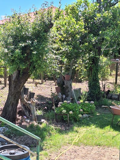 The image depicts a sunlit backyard scene in Zeda Sazano, Georgia. Two large trees with dense green foliage dominate the center and left of the frame. The tree on the left has a thick, gnarled trunk. In front of the trees, a rustic garden area is visible with several potted plants, including hydrangeas with pink and white blooms. There are also several planters and decorative wooden stumps. A wire fence runs along the background, behind which other trees and vegetation are sparsely visible. A portion of a terracotta-colored wheelbarrow is situated on the right side of the image. The ground is covered in grass and dry soil, with a yellow hose snaking across the lawn. In the foreground, the top of a large black barrel and a green metal railing are visible, suggesting the presence of a structure or pathway. The sky above is clear and blue. There are no people visible in the image.