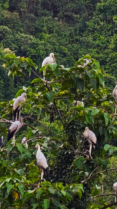The image shows a group of Asian openbill storks perched on tree branches. The storks are primarily white and gray with black tail feathers. Some of the birds are facing away, while others are looking down. The trees are lush and green, with dense foliage that obscures the background. The scene appears to be a natural environment, possibly a wetland or forest area. There is no indication of the specific location within Yên Sơn Ward, Vietnam, other than the presence of these birds in a tree.