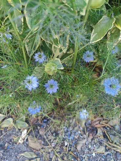 A close-up, high-angle shot captures a cluster of delicate blue flowers with intricate petals and dark centers, nestled amongst finely textured, feathery green foliage. The blooms, appearing to be Nigella damascena (love-in-a-mist), are scattered throughout the scene, with some in full bloom and others in bud. Variegated green and cream leaves form a backdrop, adding depth and contrast. The ground beneath is a mix of dark soil and small stones, interspersed with dried brown leaves and a few scattered blue fragments, possibly fallen petals. The lighting suggests an outdoor setting, likely during daylight hours. The image is set in Myskhako, Russia, amidst the natural flora. There are no people or animals visible in the frame.